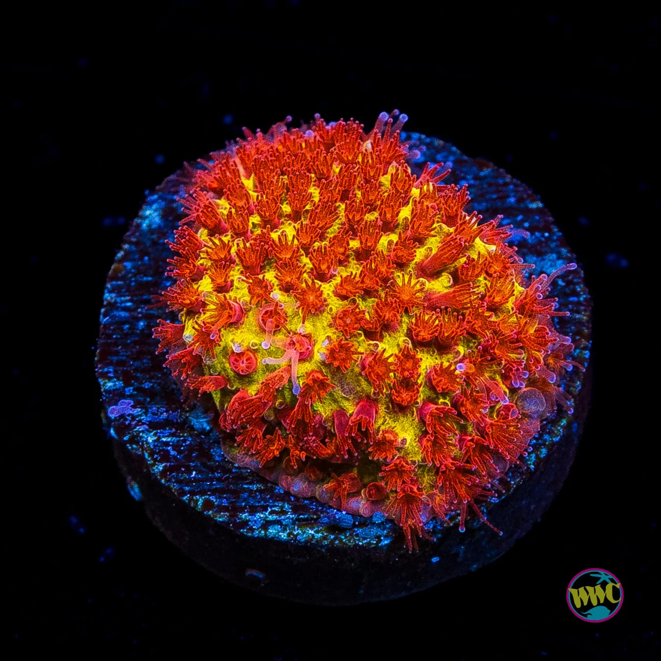 Online Sale Frag Collection