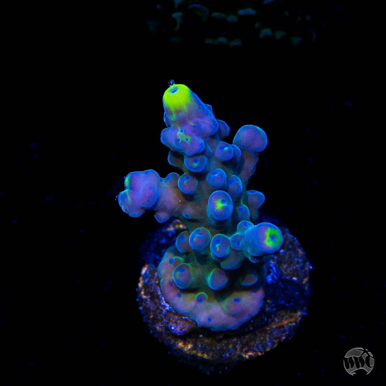 Sale Frag Collection